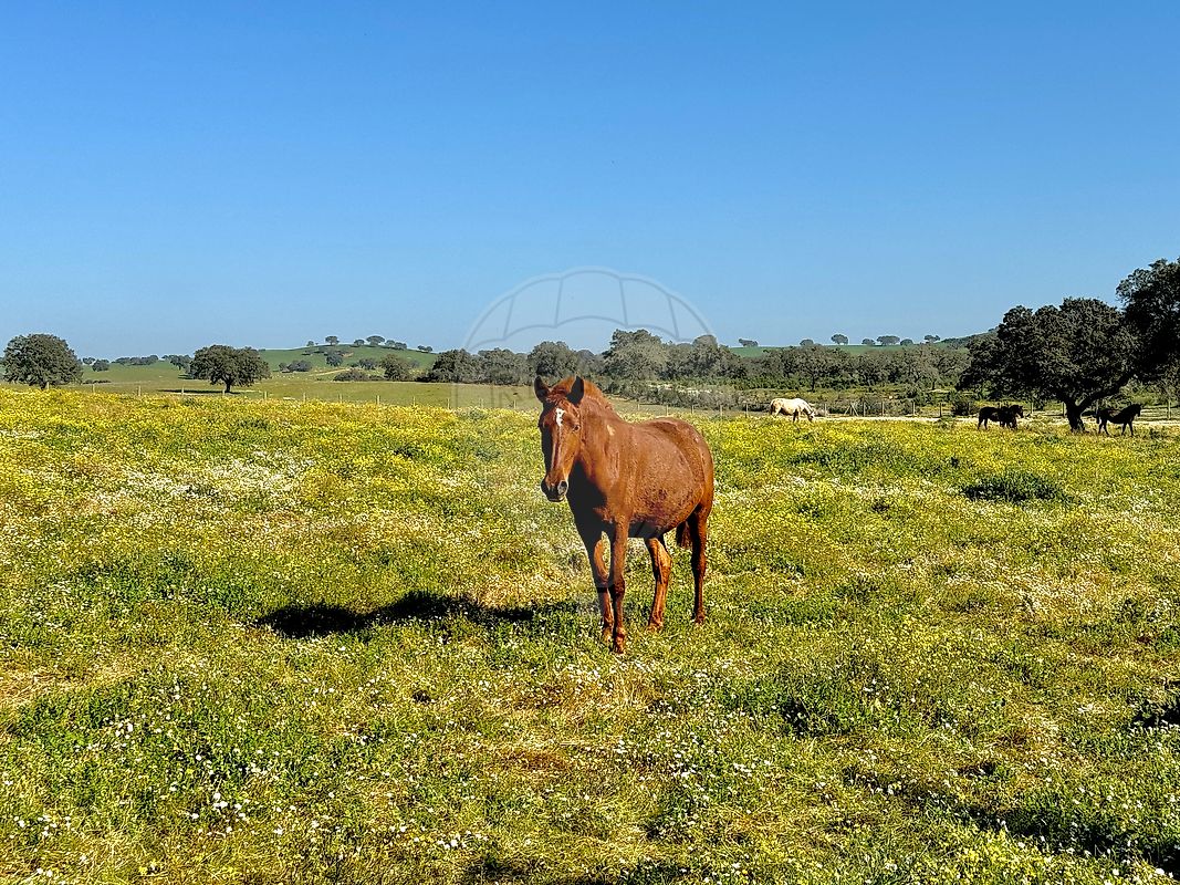 Moradia T4 para venda