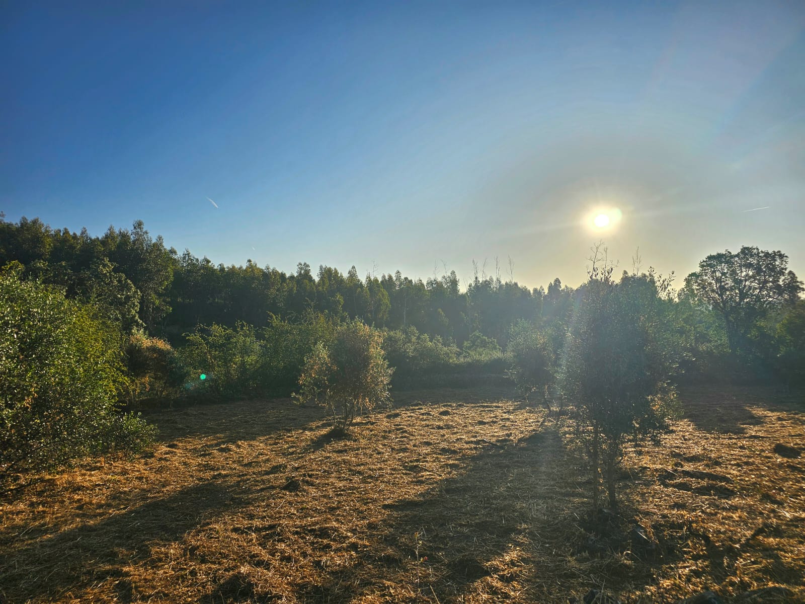 🌳 Conjunto de 4 Terrenos Rústicos — Mação (Santarém) · ~9.200 m² junto à aldeia, por 55.000€